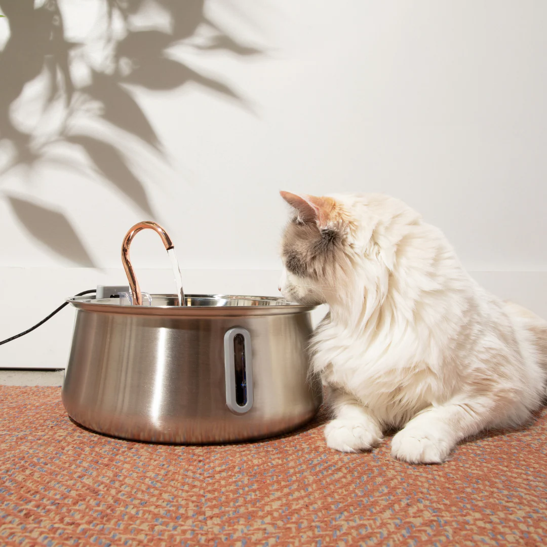 KittySpout Cat Water Fountain Review